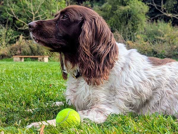 Dexter - Our beloved English Springer Spaniel